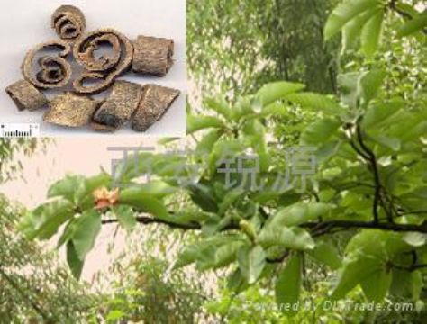 Magnolia Cortex Extract Powder